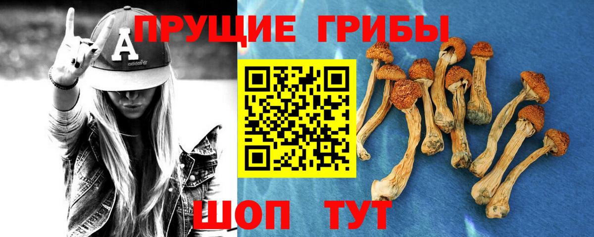 Галлюциногенные грибы Psilocybe Сертолово